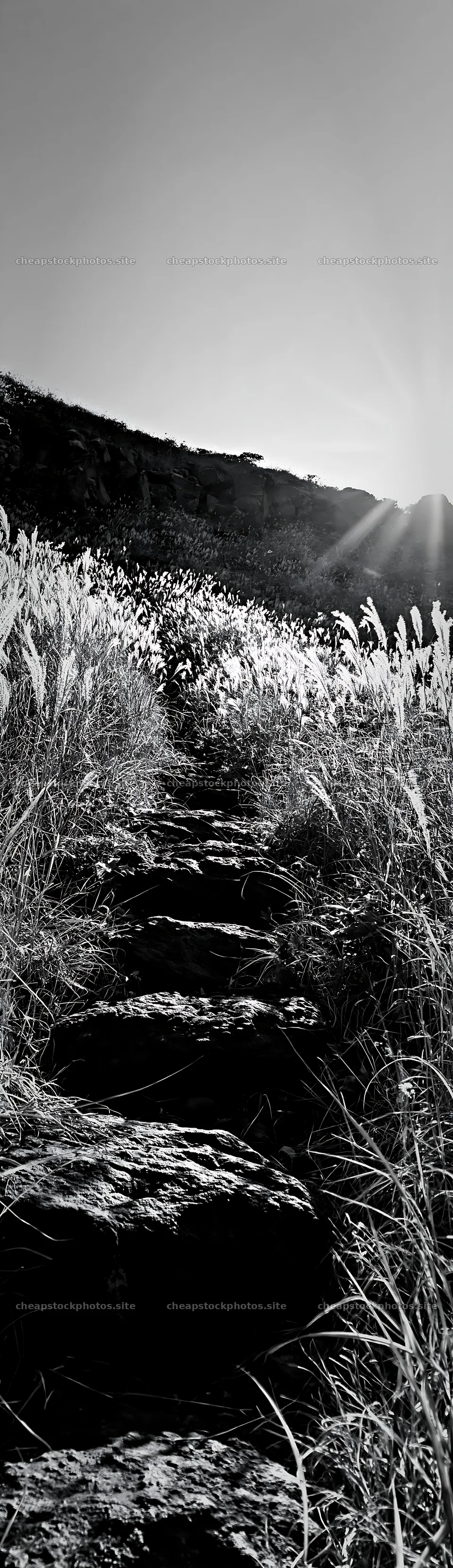 Rewilded Akita silver grass meadow with stone pathway – stock photos 4268x14762