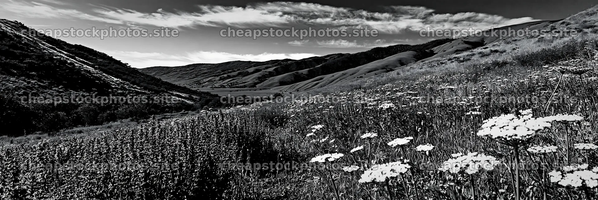 Sunny flowering herb meadow beneath a blue sky – stock photos 13690x4602