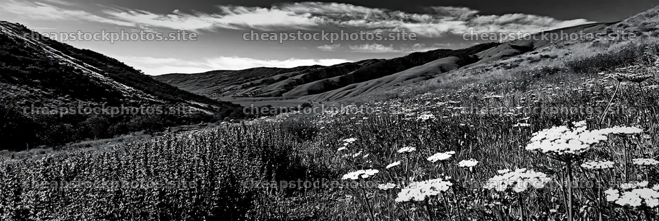 Sunny flowering herb meadow beneath a blue sky – stock photos 13690x4602