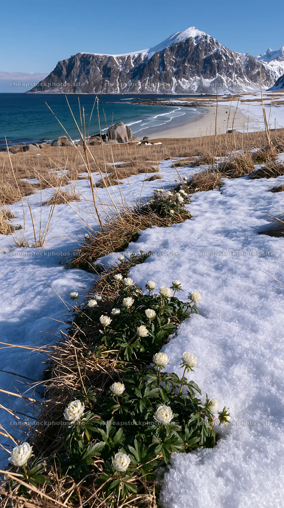 Lofoten coastal meadow with flowers and snow in winter – stock photos 5938x10608