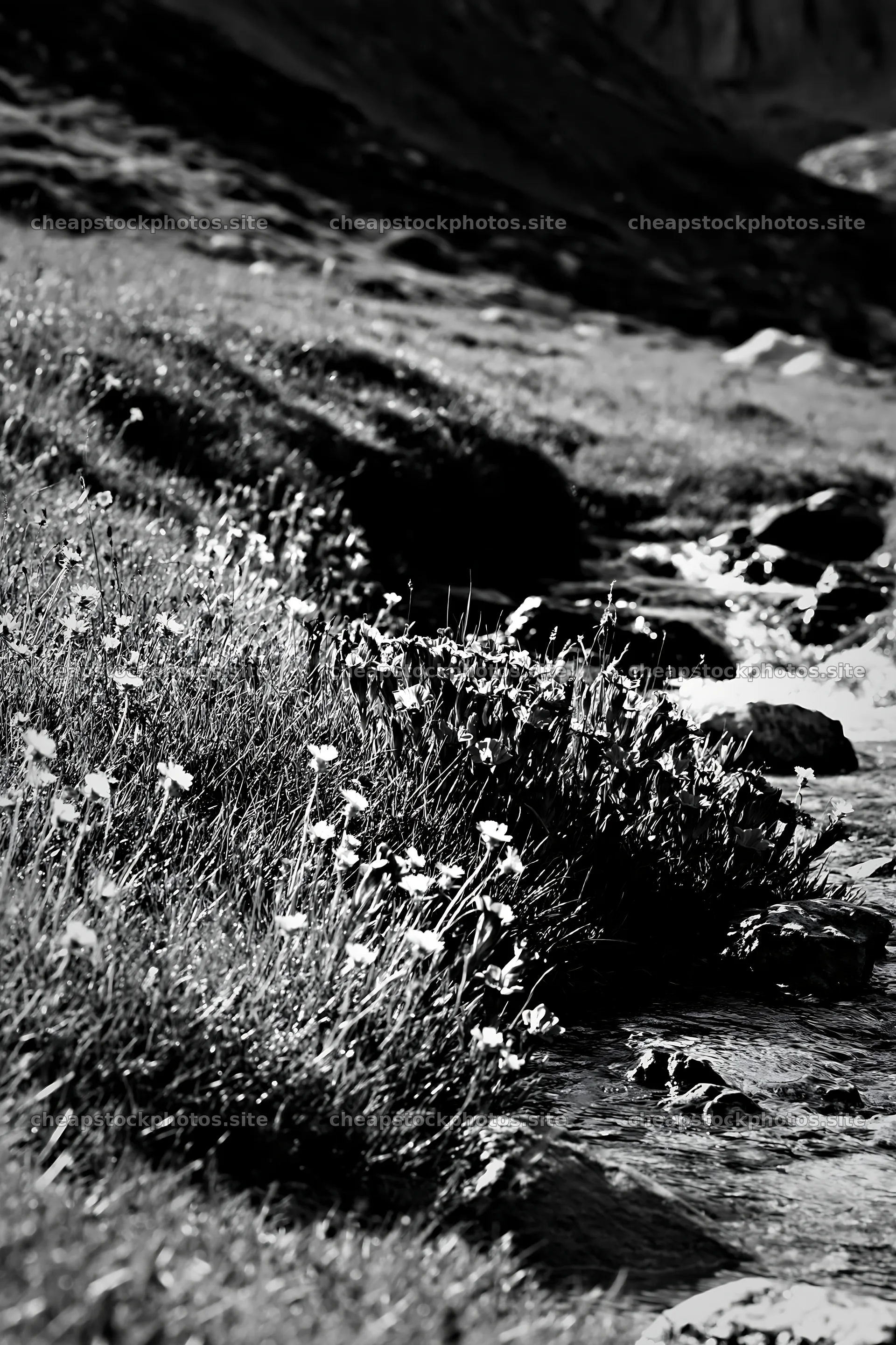High contrast brook meadow with flowing water and wildflowers – stock photos 6480x9722