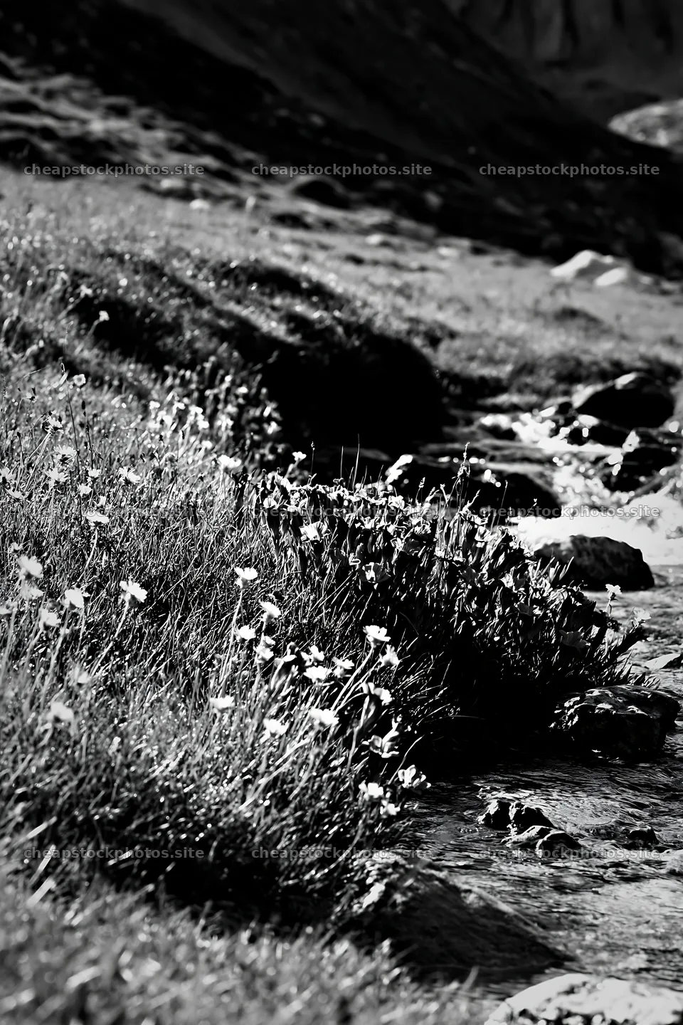 High contrast brook meadow with flowing water and wildflowers – stock photos 6480x9722