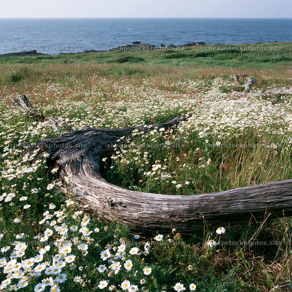 Chiba coastal climate meadow driftwood foreground – stock photos 7938x7938