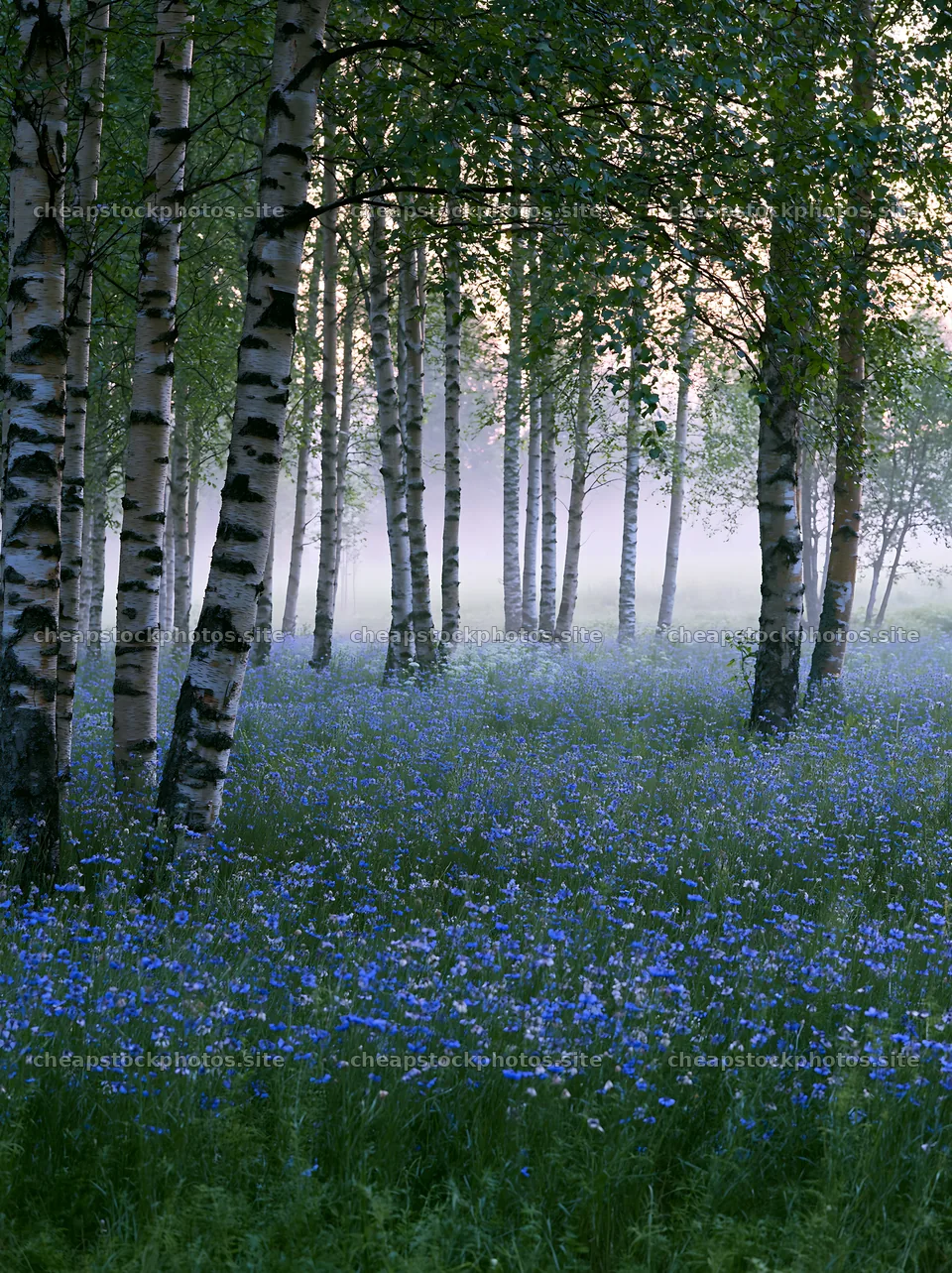 Misty forest meadow with blooming flowers and tall trees – stock photos 6866x9174