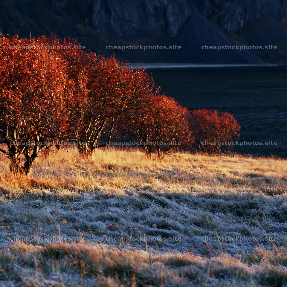 Fjord orchard meadow with autumn foliage and rocky backdrop – stock photos 7938x7938