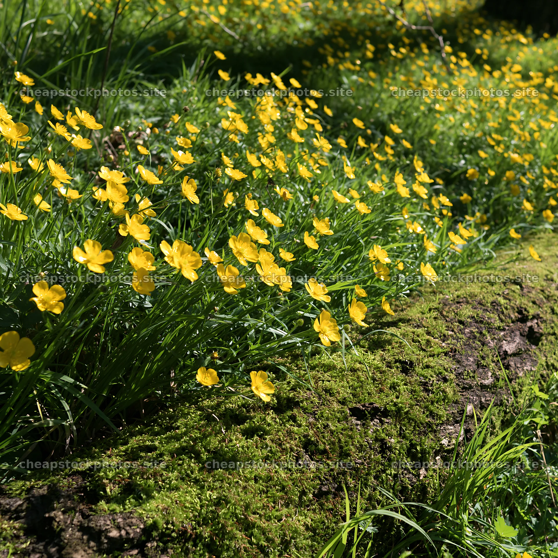 Gifu low carbon meadow mossy log with yellow flowers – stock photos 7938x7938