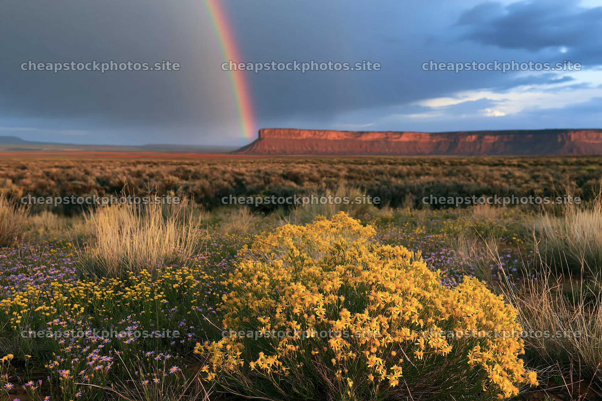 Sagebrush meadow light with flowers and rainbow in the sky – stock photos 9722x6480