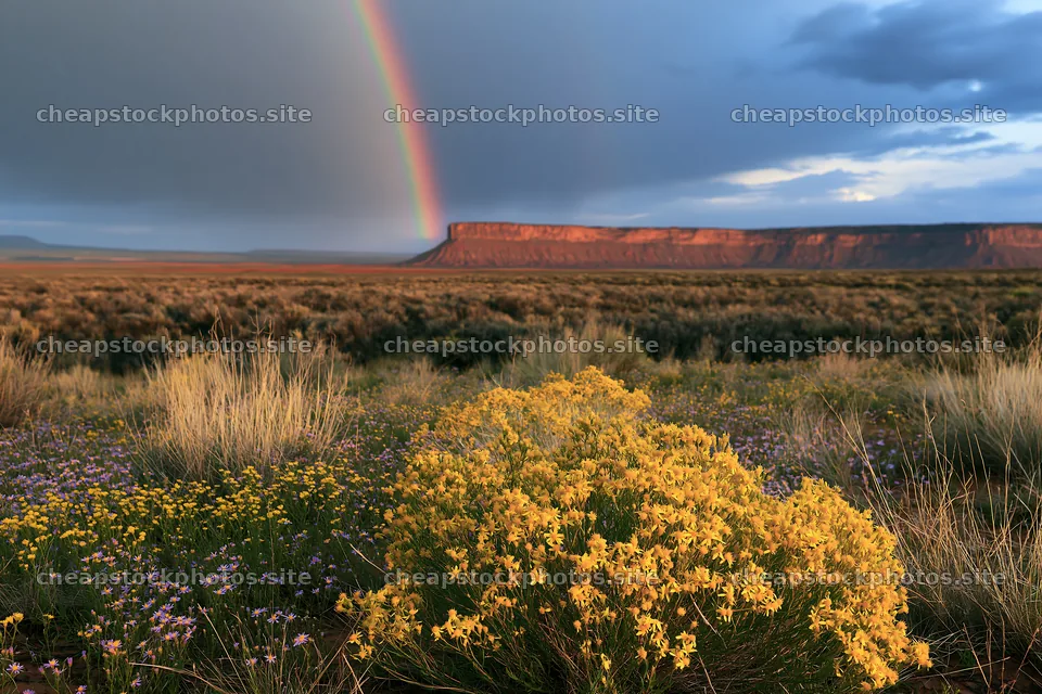 Sagebrush meadow light with flowers and rainbow in the sky – stock photos 9722x6480
