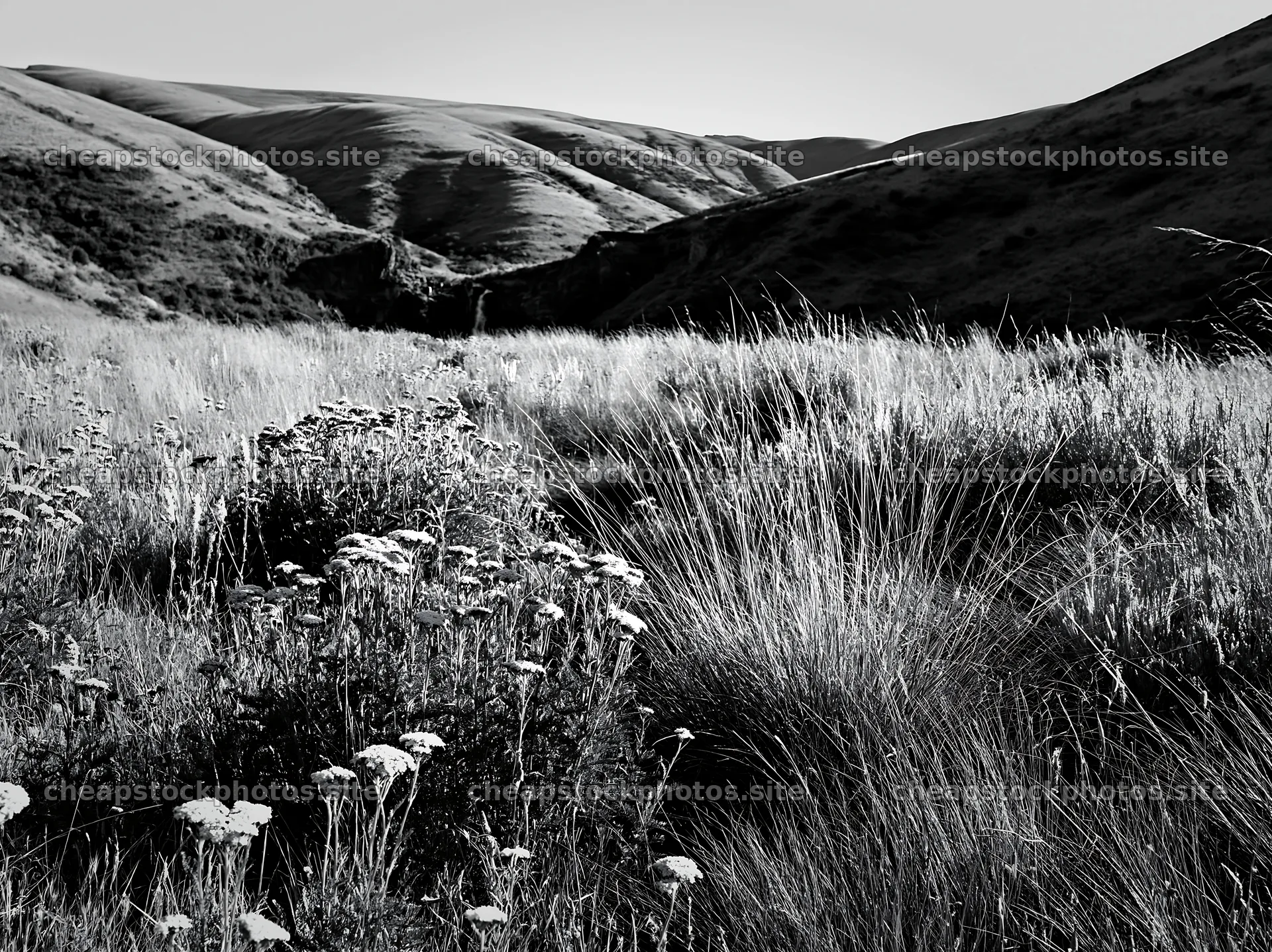 Roses and grass near waterfall in black and white landscape – stock photos 9174x6866