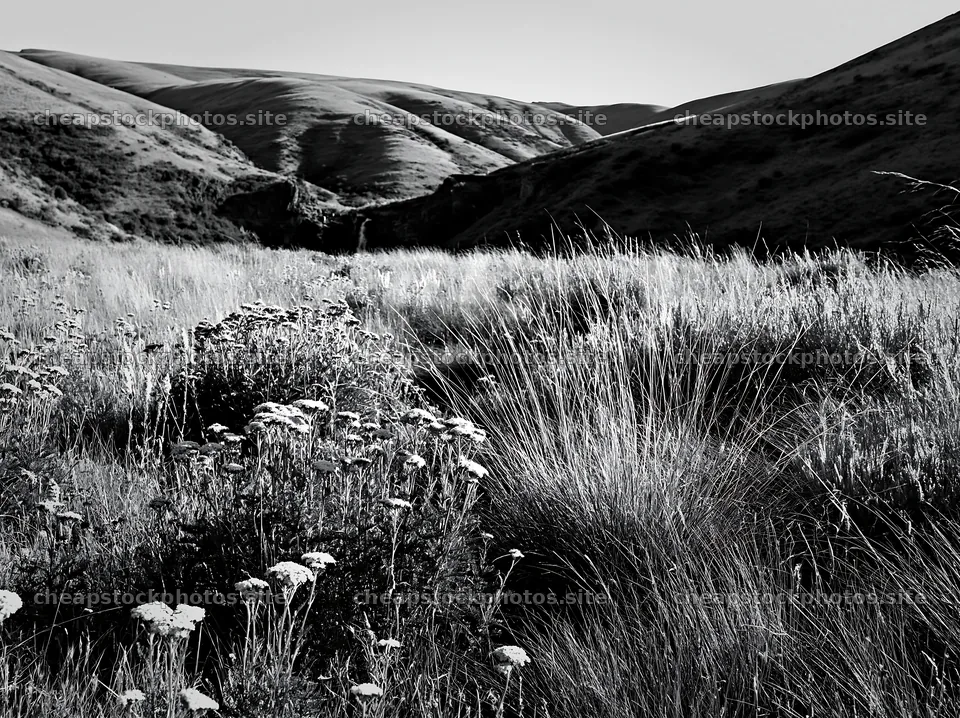 Roses and grass near waterfall in black and white landscape – stock photos 9174x6866