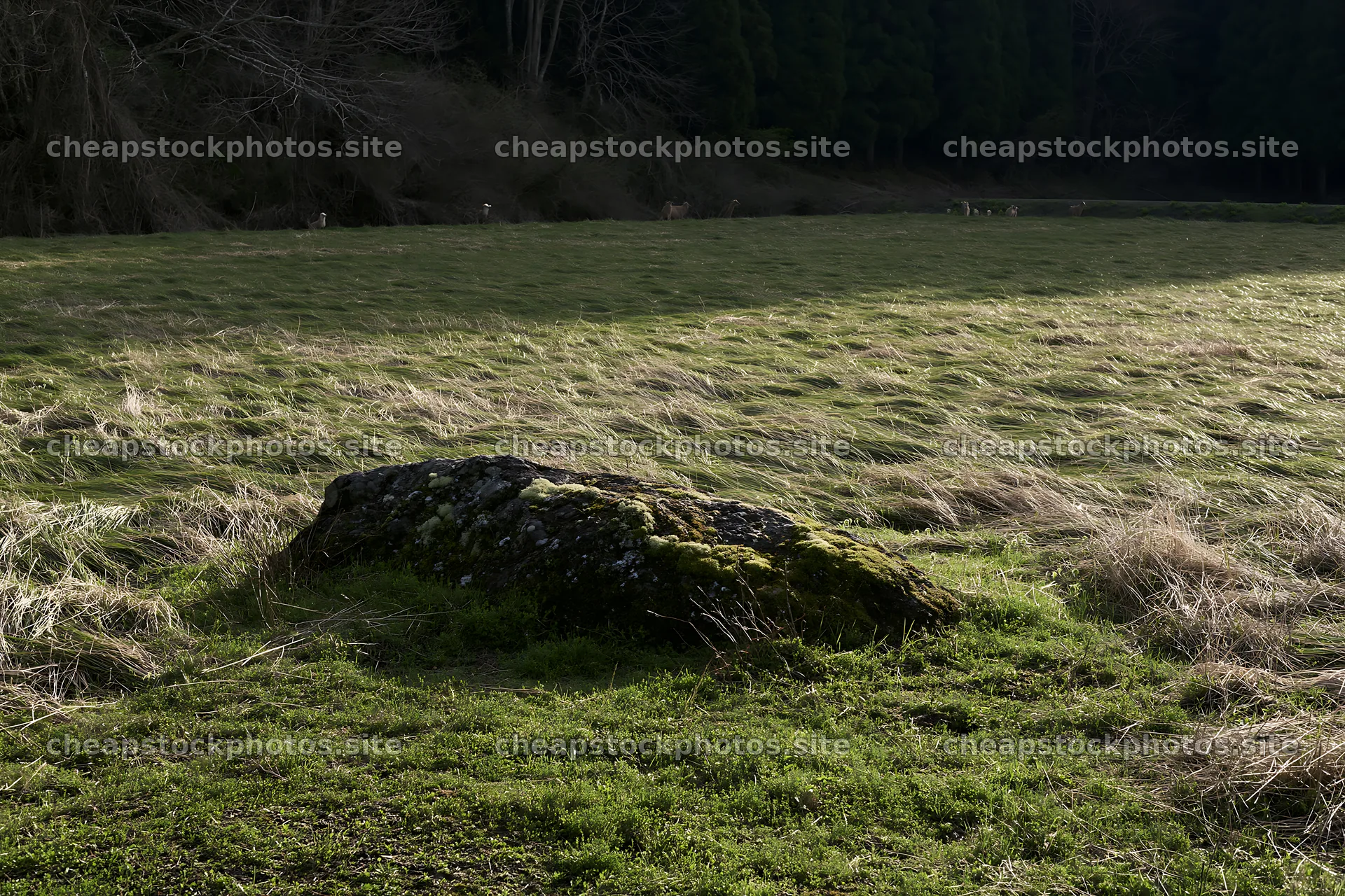 Miyagi spring recovery meadow mossy stone in green field – stock photos 9722x6480
