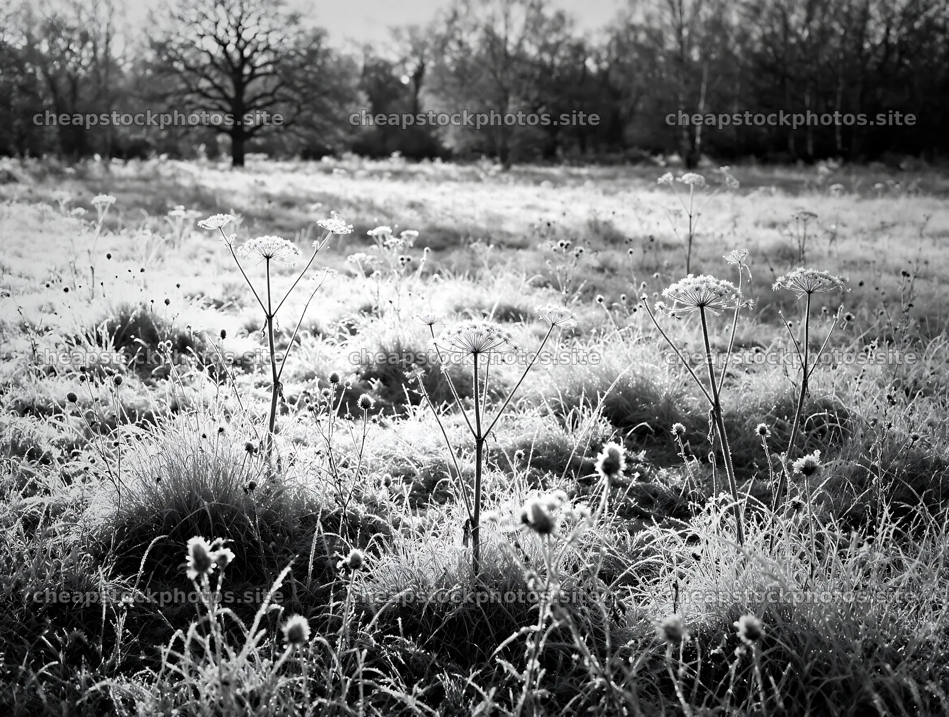 Rewilding meadow covered in frost in winter season – stock photos 9134x6898