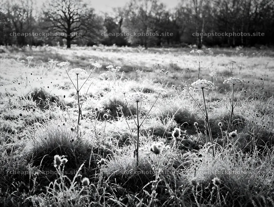 Rewilding meadow covered in frost in winter season – stock photos 9134x6898