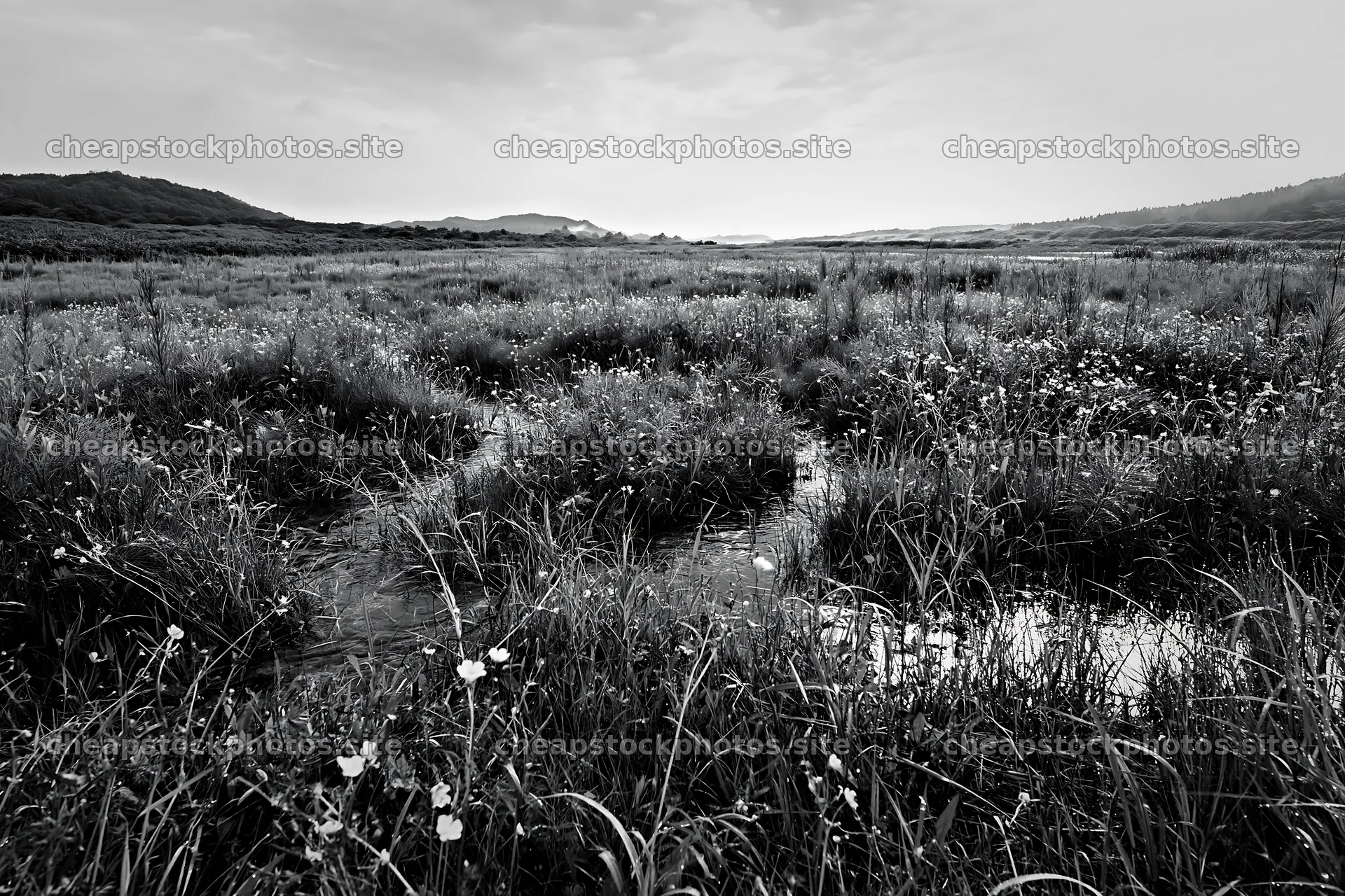 Restoration of Niigata floodplain meadow with dew in foreground – stock photos 9722x6480