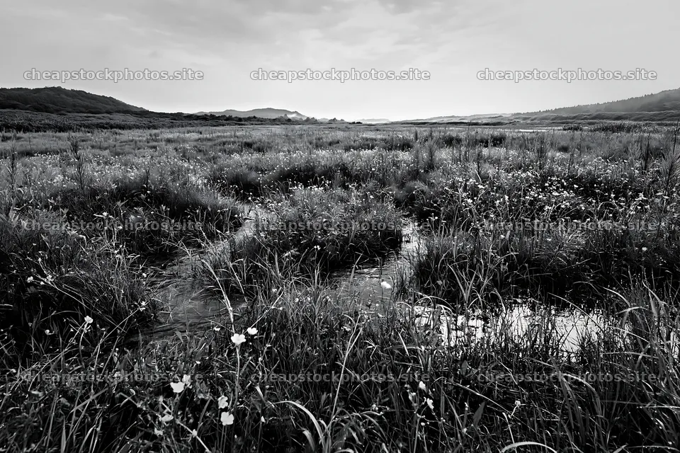 Restoration of Niigata floodplain meadow with dew in foreground – stock photos 9722x6480