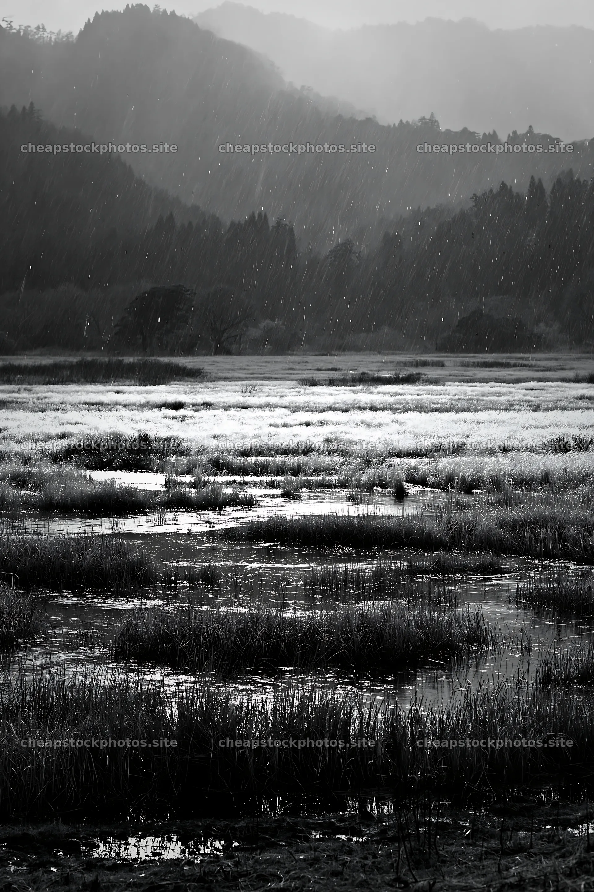 Akita snowmelt meadow with silver grasses in a rainy landscape – stock photos 6480x9722