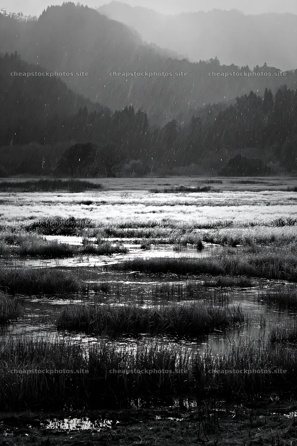 Akita snowmelt meadow with silver grasses in a rainy landscape – stock photos 6480x9722