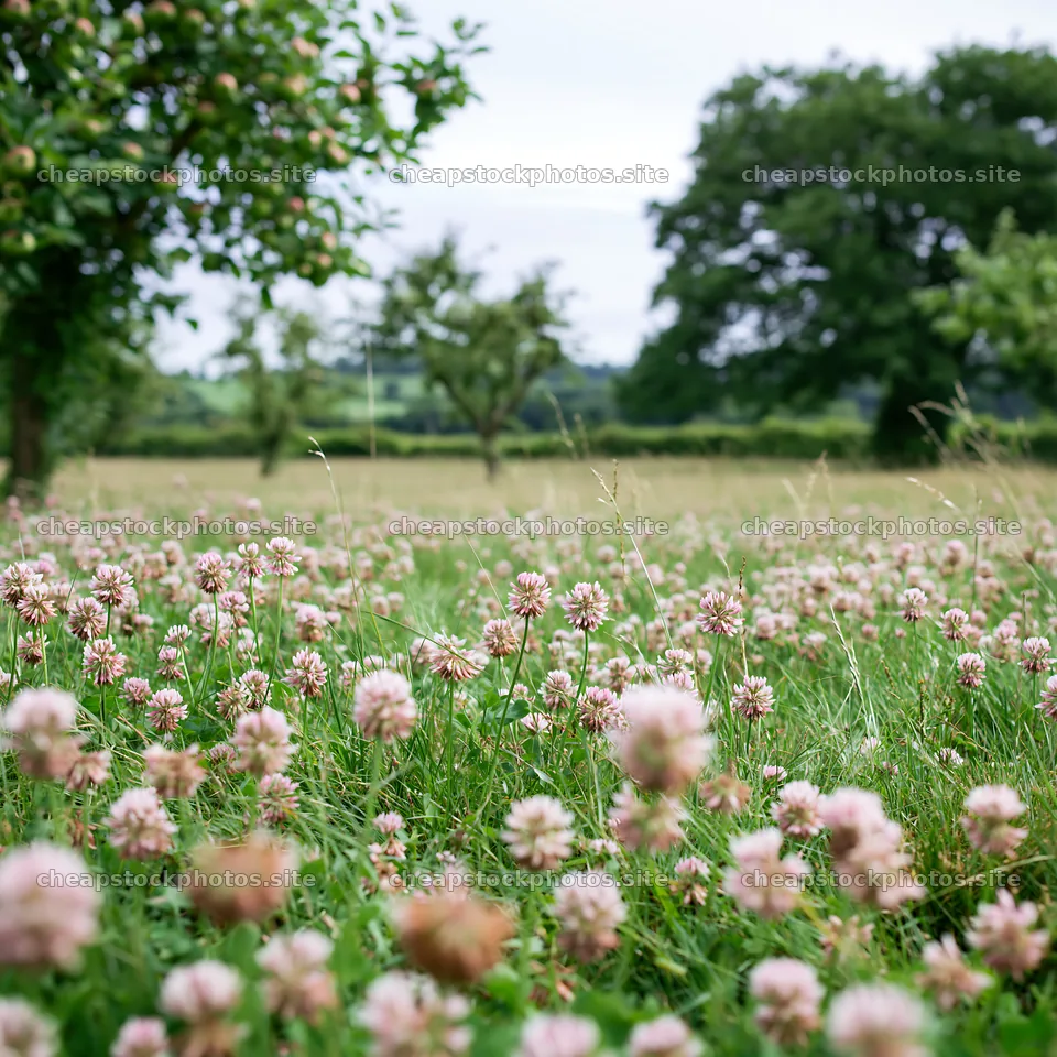 Clover apple meadow with pink flowers and trees in the background – stock photos 7938x7938