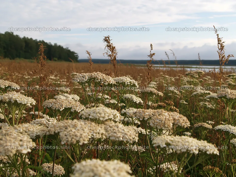 German lakeside meadow with blooming flowers and grass – stock photos 9174x6866