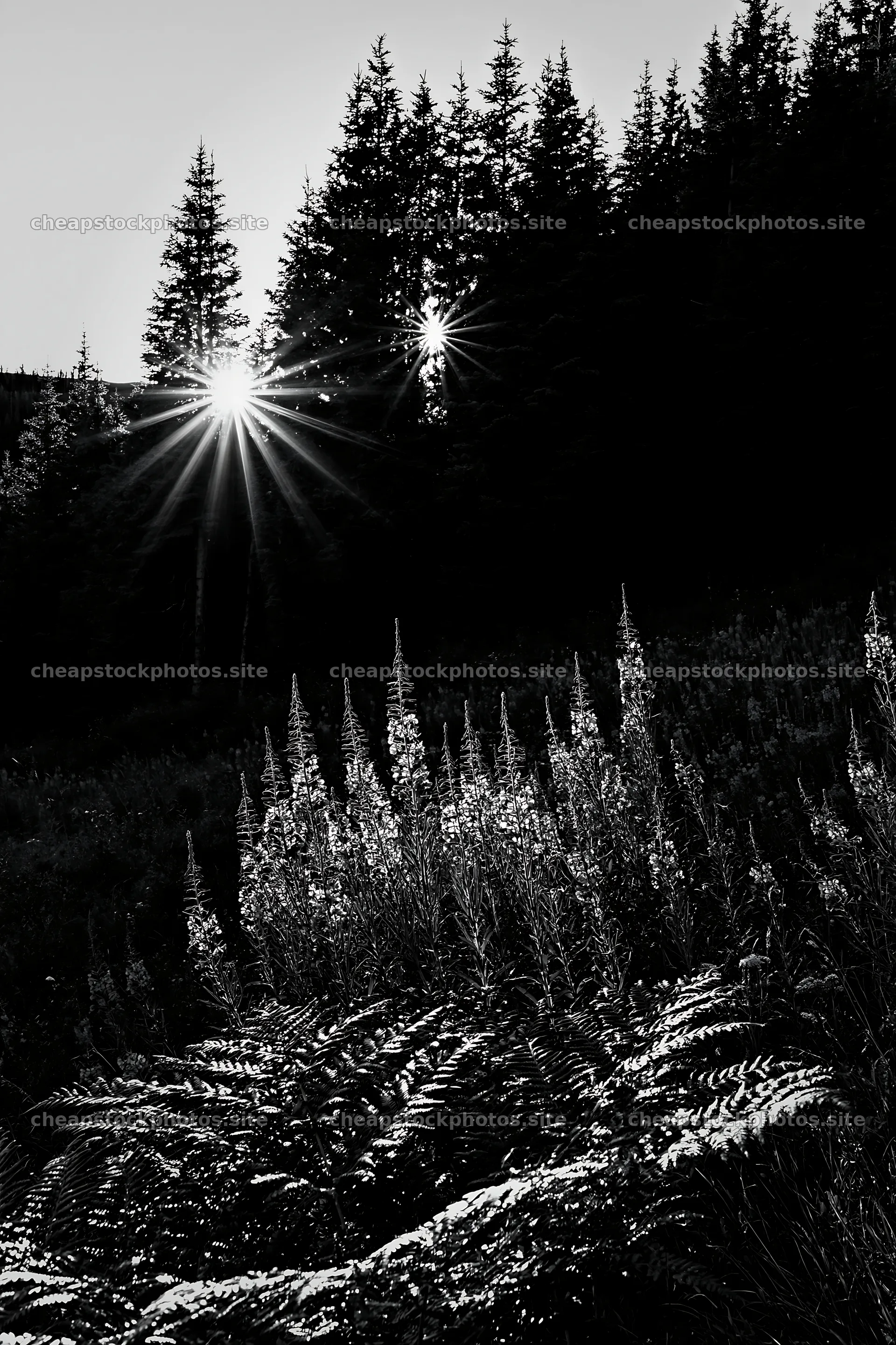 Fireweed meadow at sunset with trees in silhouette – stock photos 6480x9722