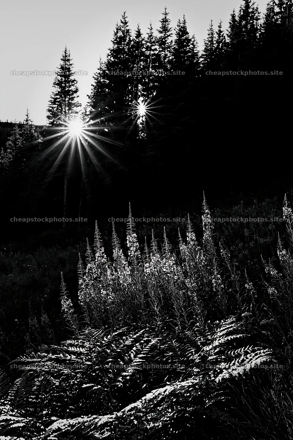 Fireweed meadow at sunset with trees in silhouette – stock photos 6480x9722