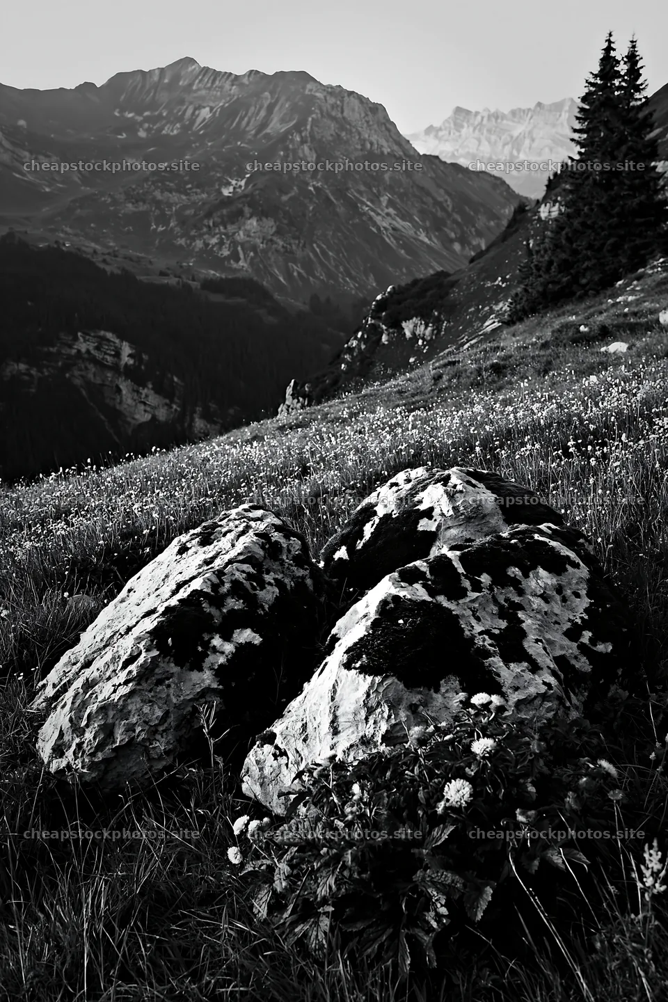 Mossy boulders in a mountain meadow landscape – stock photos 6480x9722