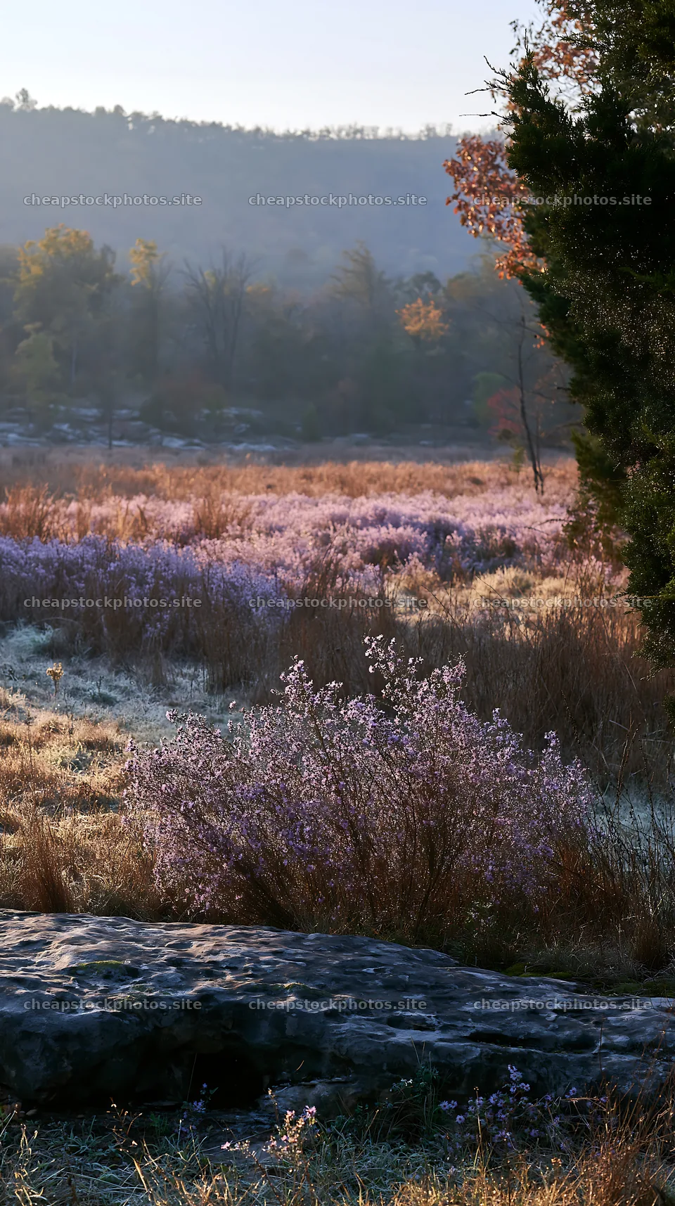 Colorful aster meadow with morning light shining on flowers – stock photos 5938x10608