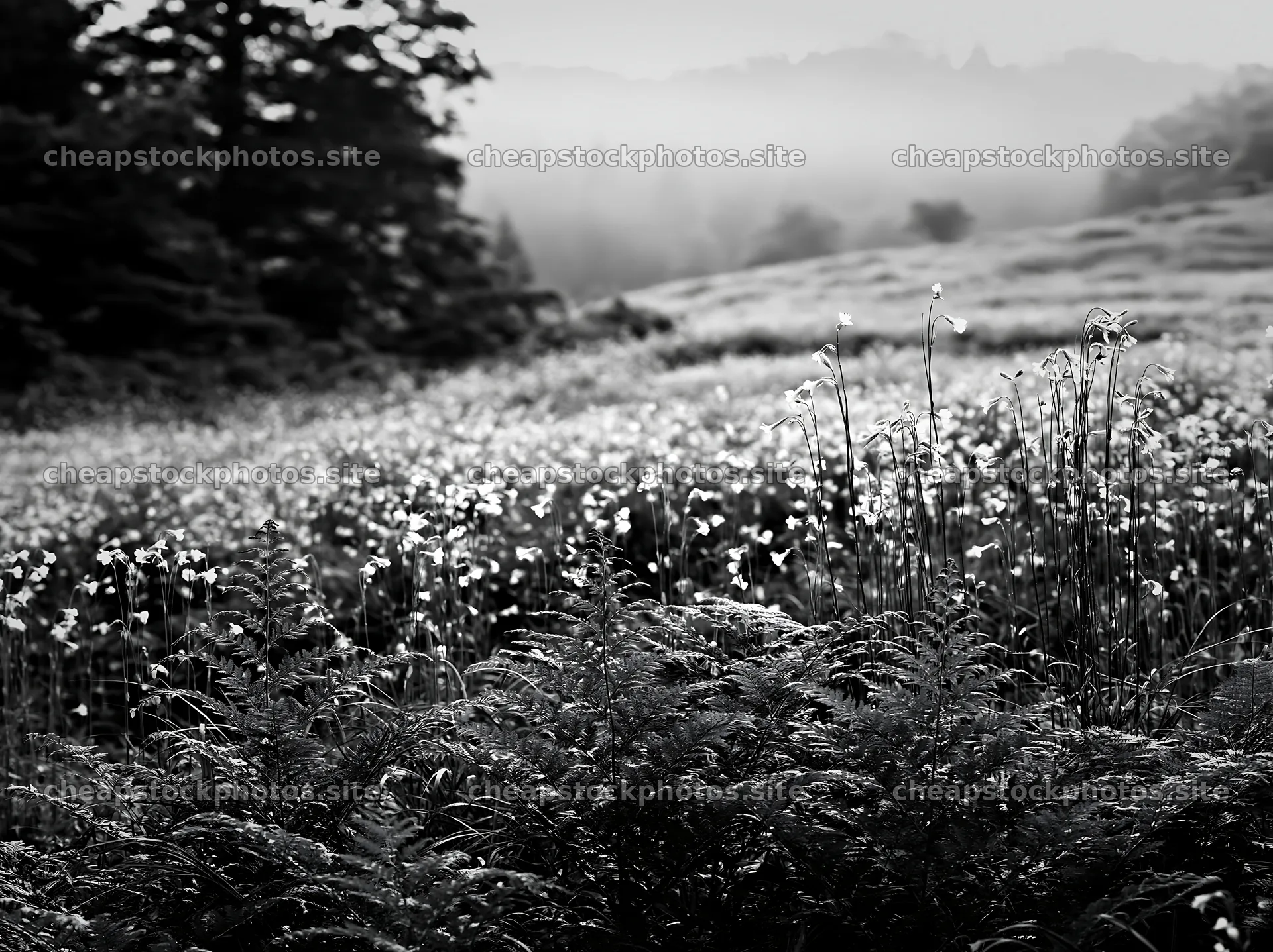 Tokushima mountain meadow fern frond foreground with flowers – stock photos 9174x6866
