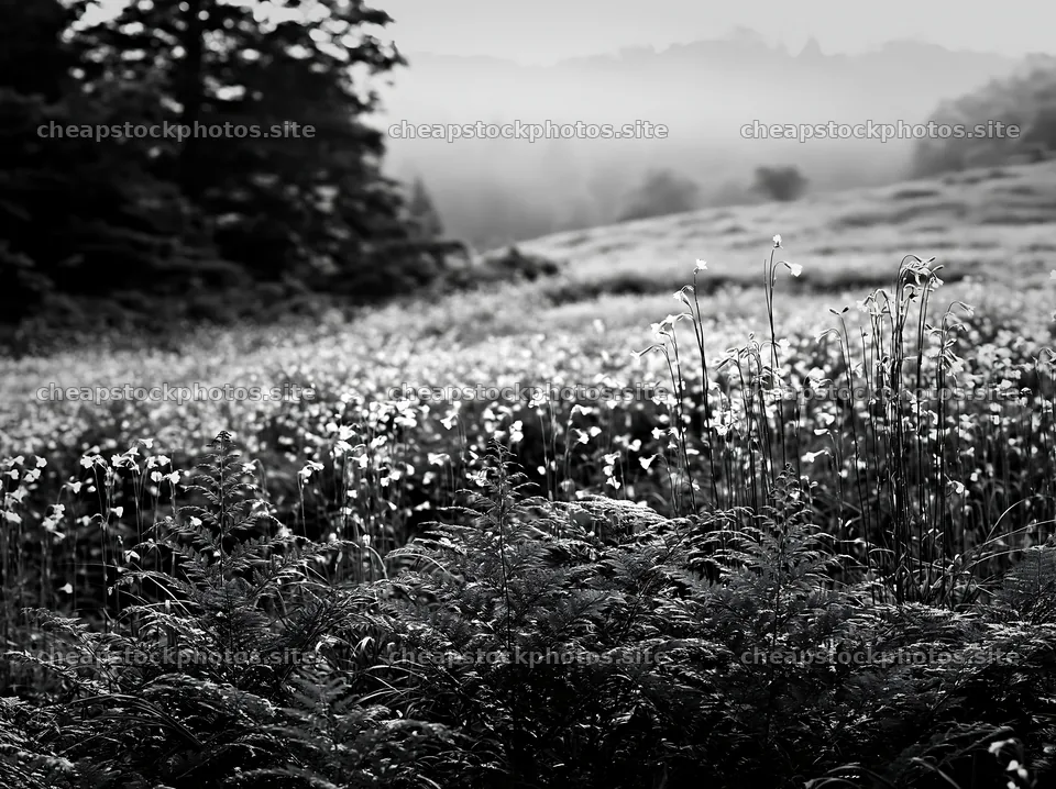 Tokushima mountain meadow fern frond foreground with flowers – stock photos 9174x6866