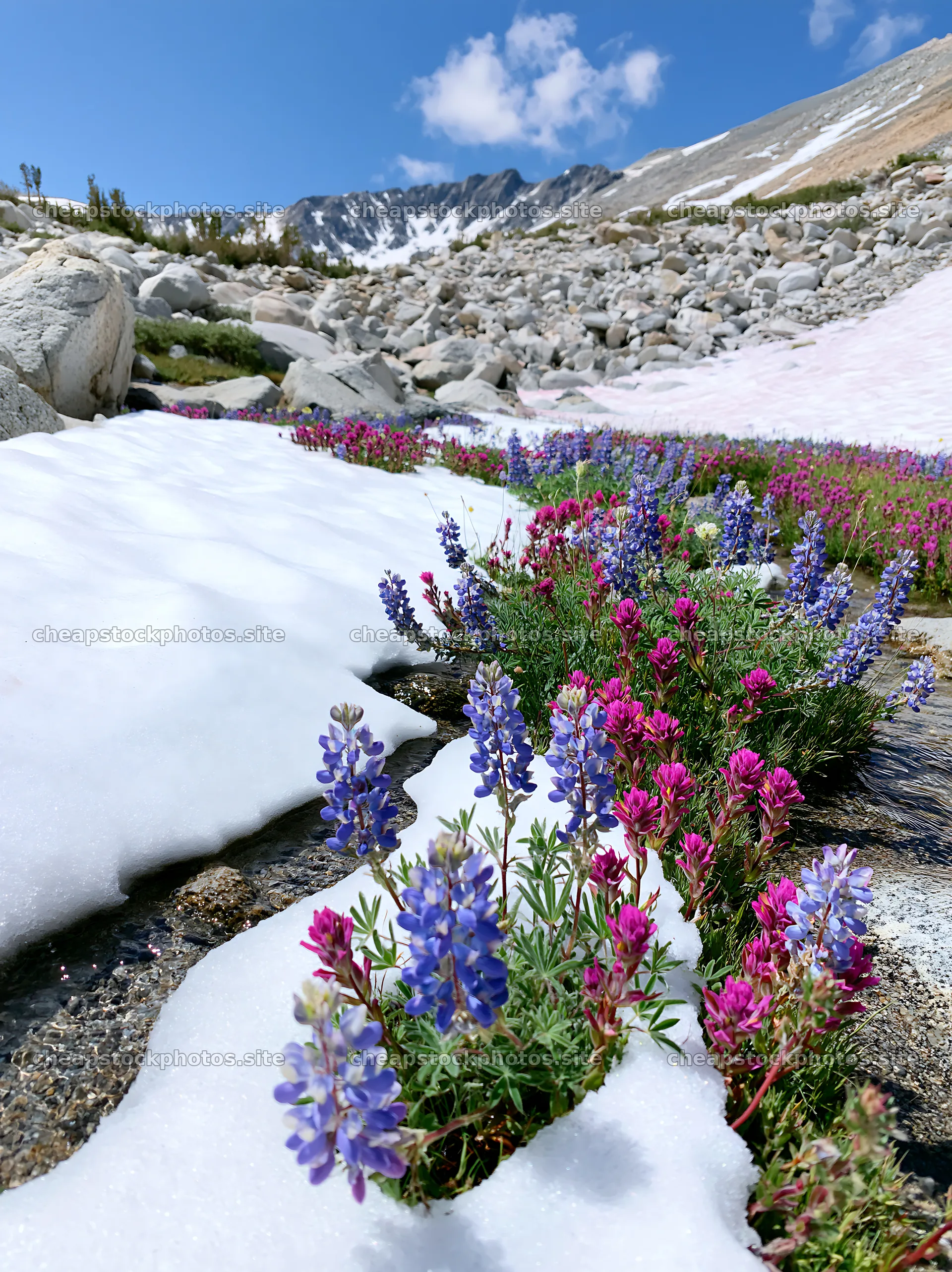 Colorful lupine meadow with snow-capped mountains in background – stock photos 6866x9174