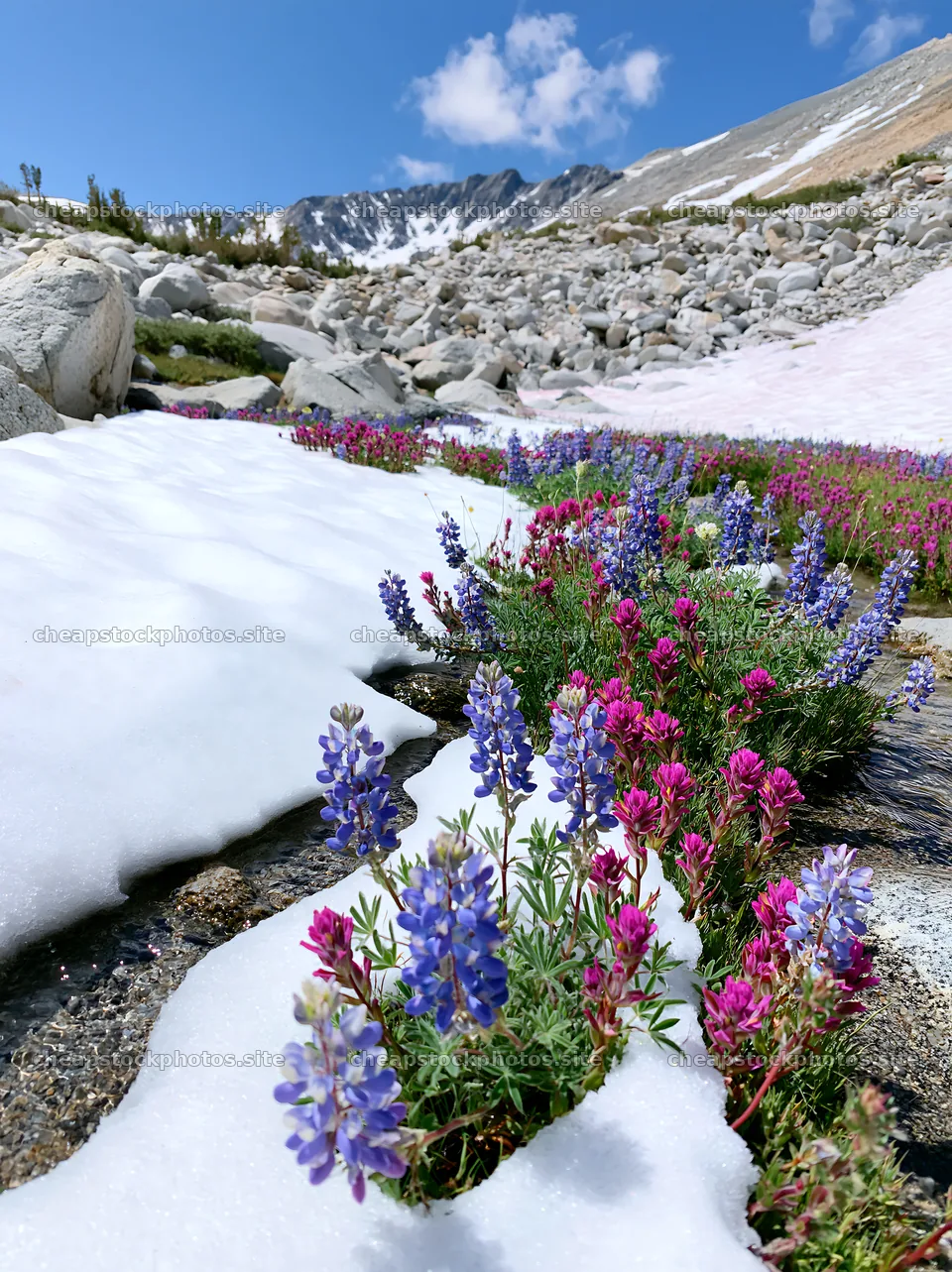Colorful lupine meadow with snow-capped mountains in background – stock photos 6866x9174