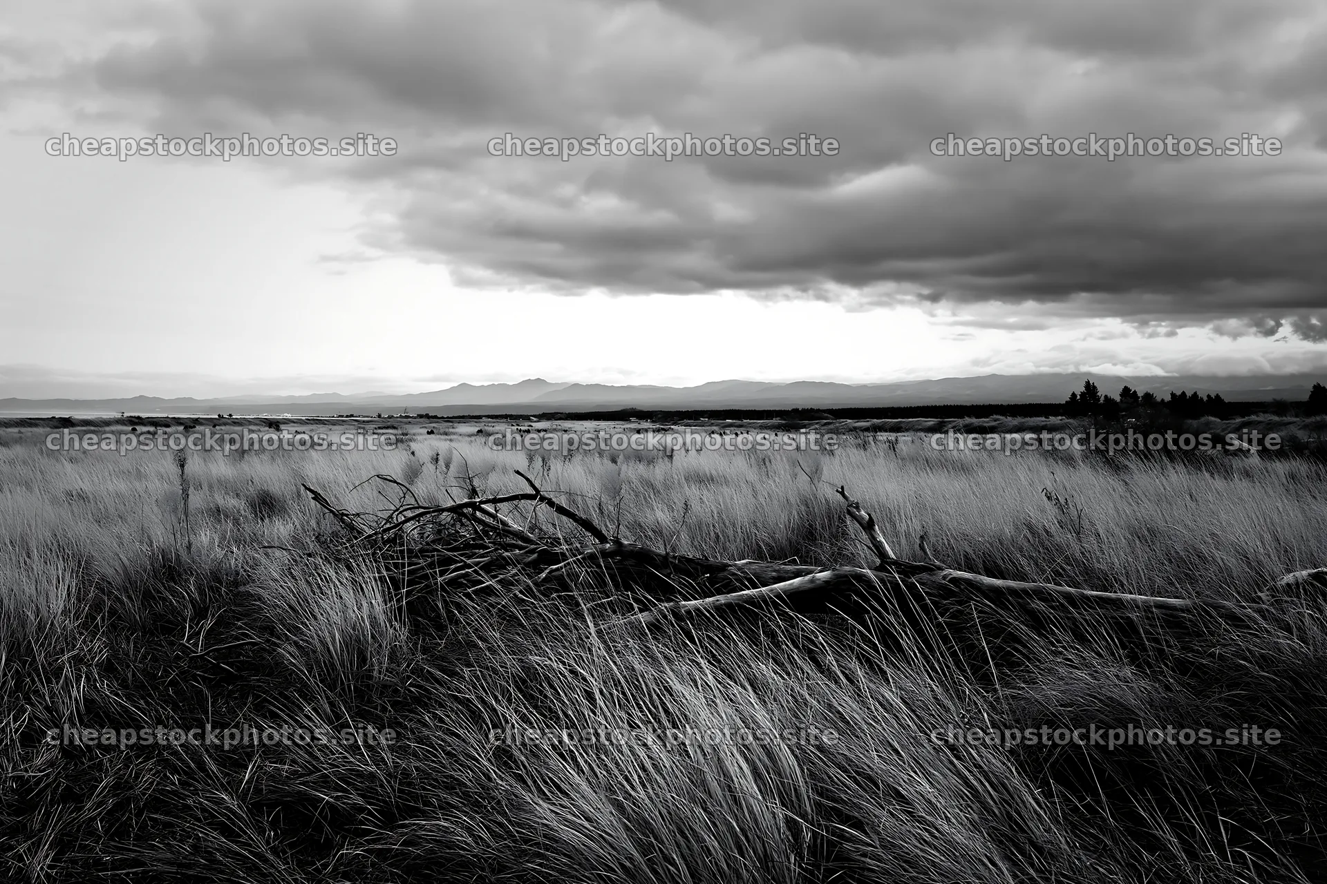 Ishikawa coastal meadow storm washed driftwood under cloudy sky – stock photos 9722x6480