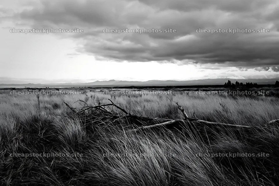 Ishikawa coastal meadow storm washed driftwood under cloudy sky – stock photos 9722x6480