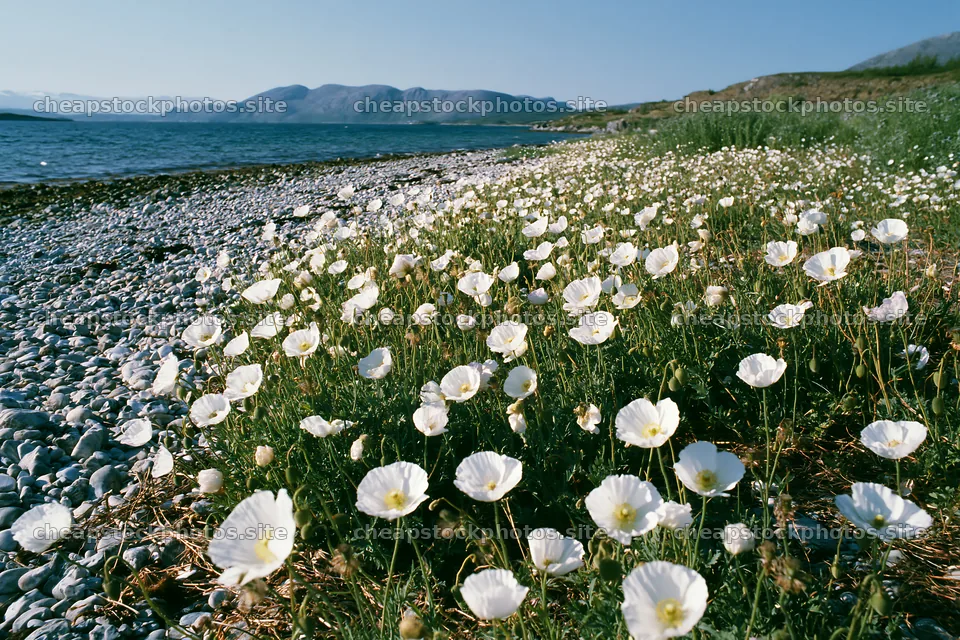 Beachside flower meadow with white flowers along the shore – stock photos 9722x6480
