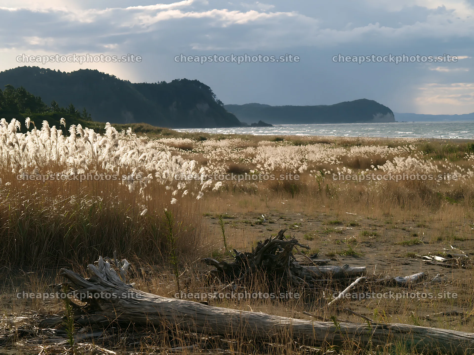 Chiba coastal climate meadow with driftwood in the foreground – stock photos 9174x6866