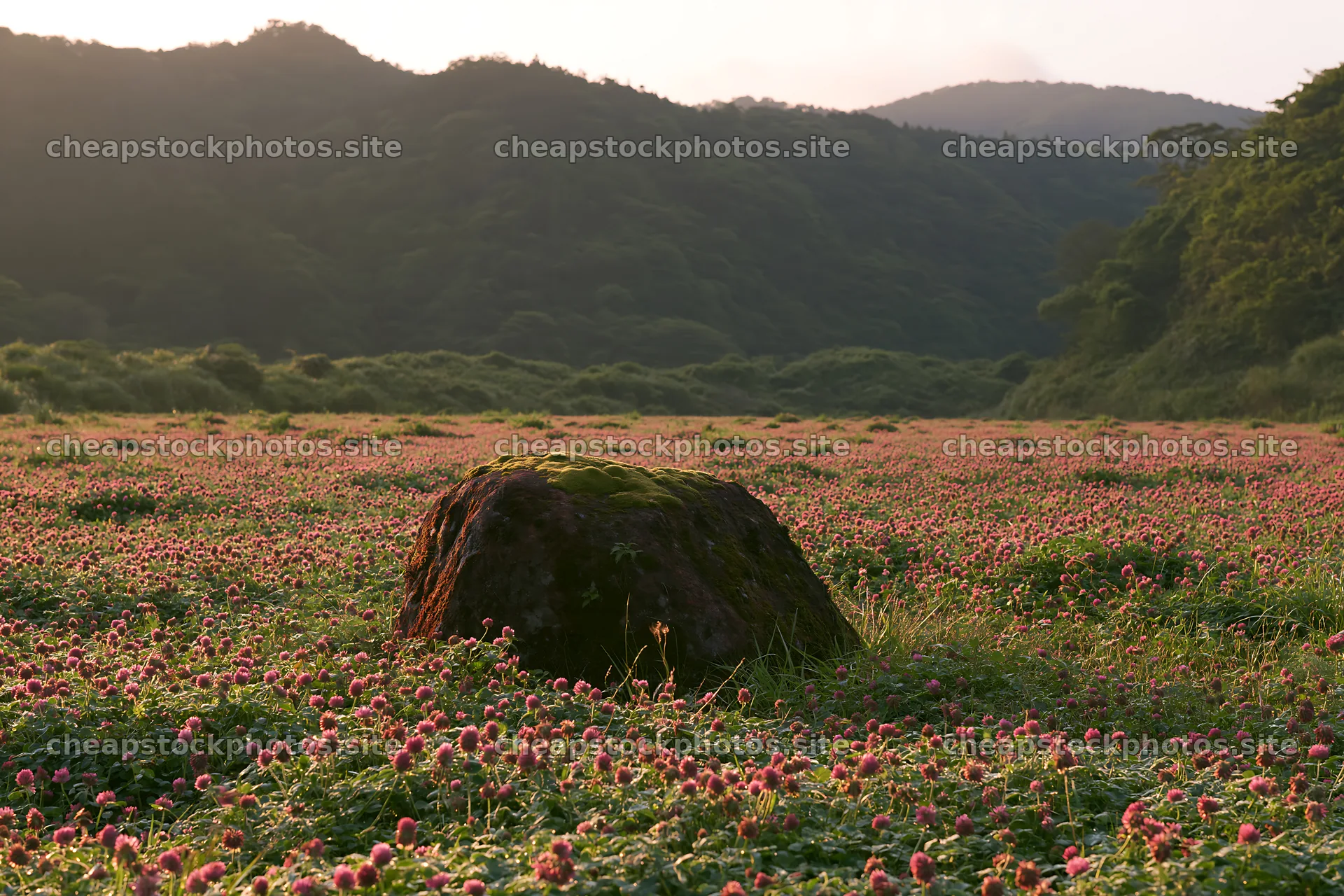Miyagi spring meadow with mossy stone and flowers – stock photos 9722x6480