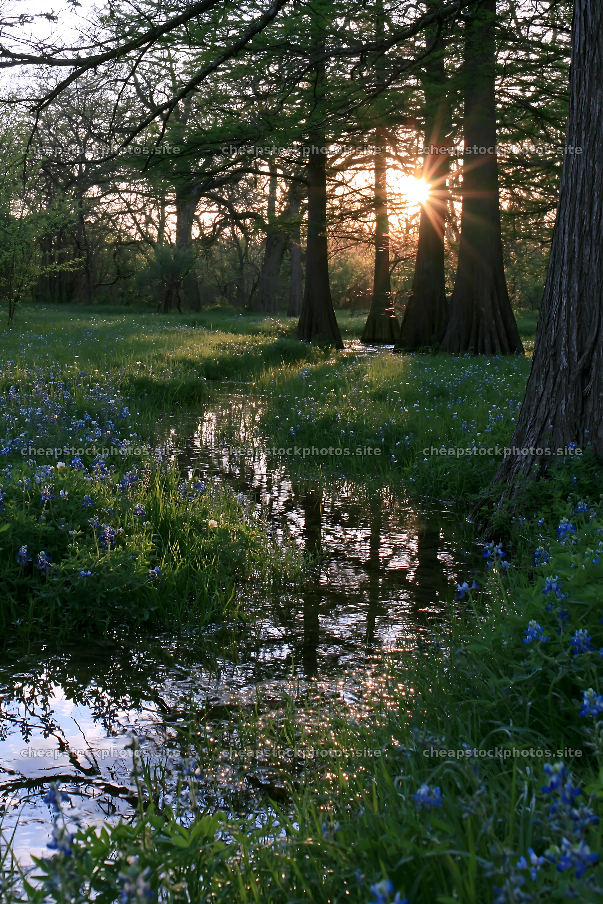Bluebonnet meadow at sunrise with reflections and trees – stock photos 6480x9722