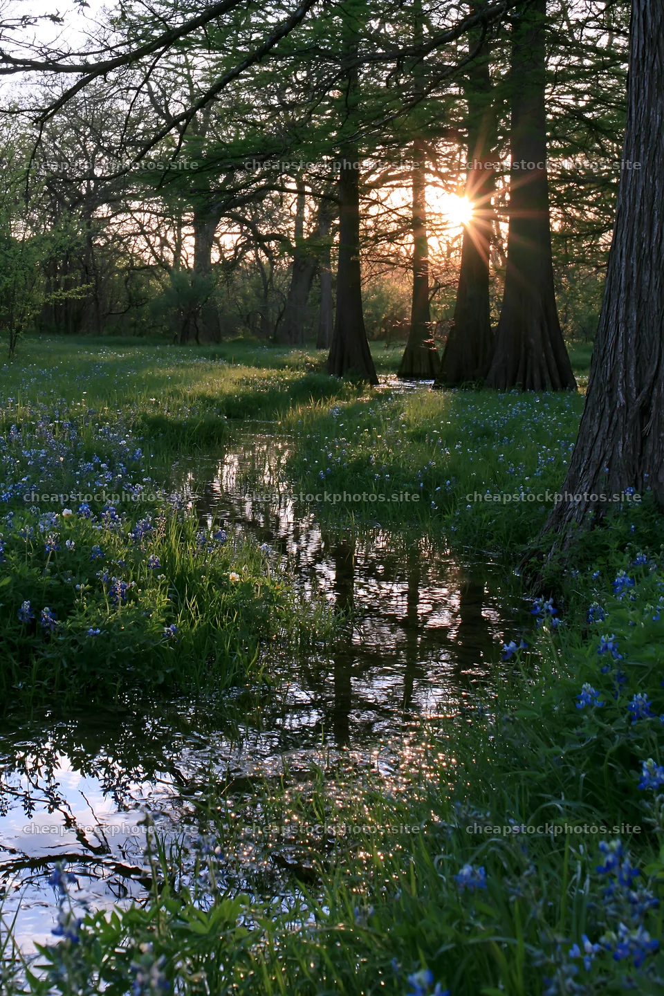 Bluebonnet meadow at sunrise with reflections and trees – stock photos 6480x9722