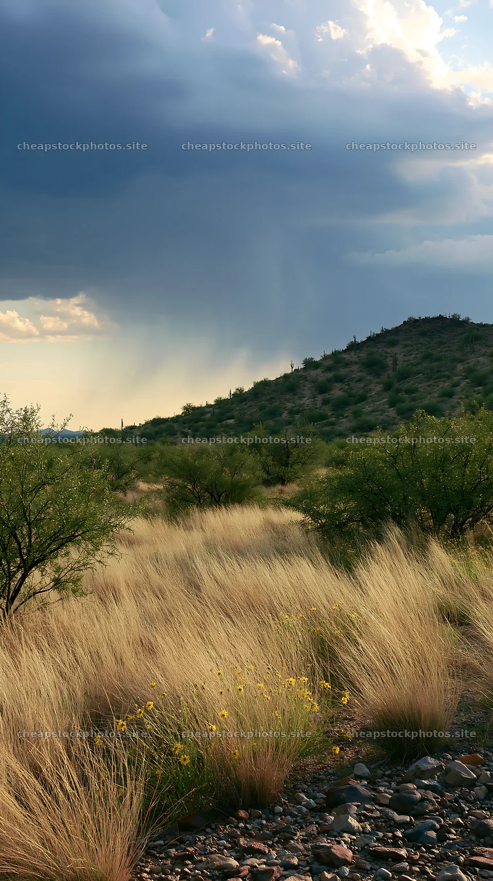 Drought-tolerant meadow with grasses and shrubs under gray clouds – stock photos 5938x10608