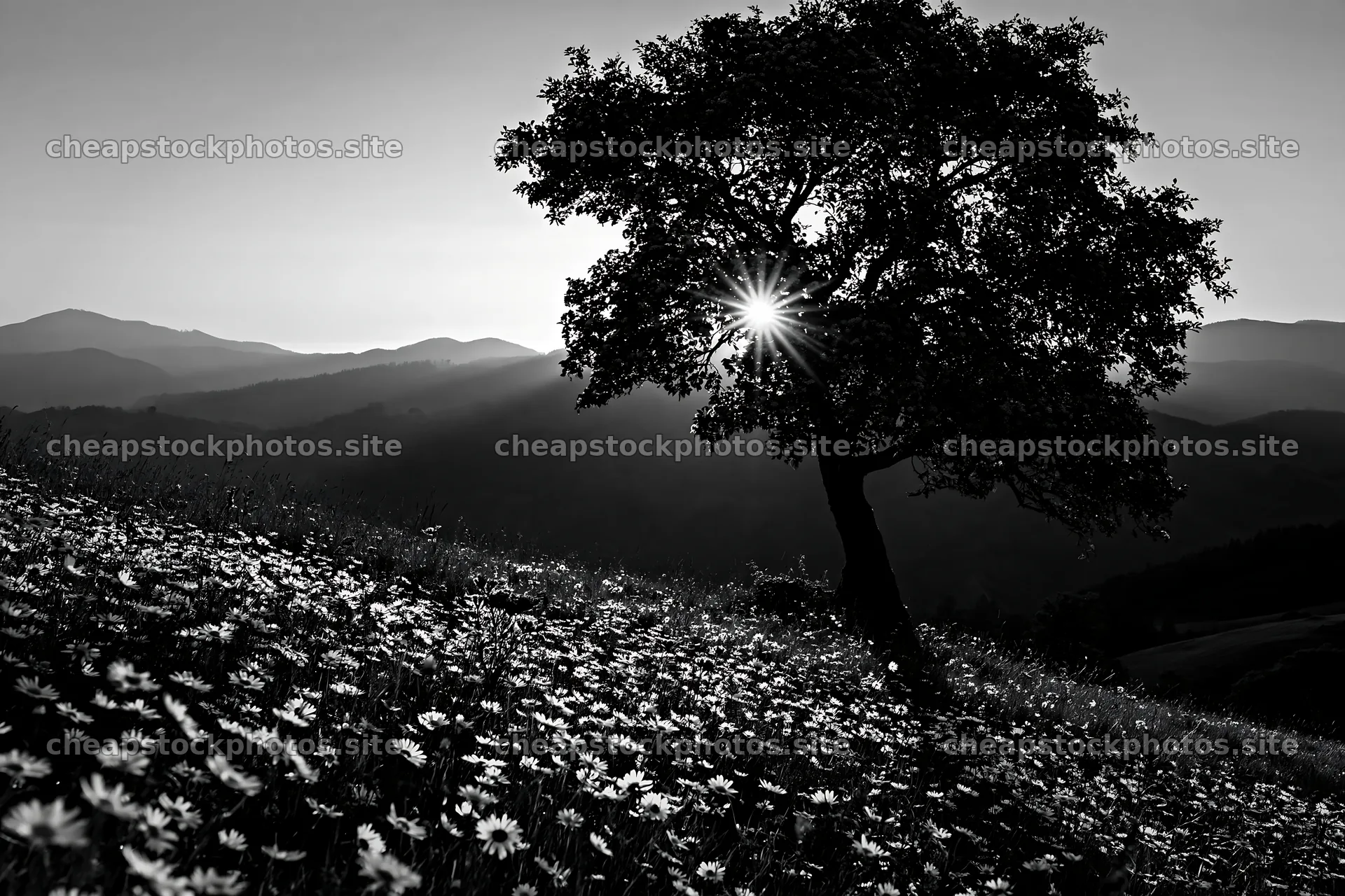 Sunrise over hay meadows in Transylvania with a tree – stock photos 9722x6480