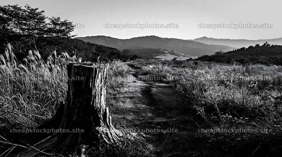 Fukushima native meadow with weathered stump near walking path – stock photos 10608x5938