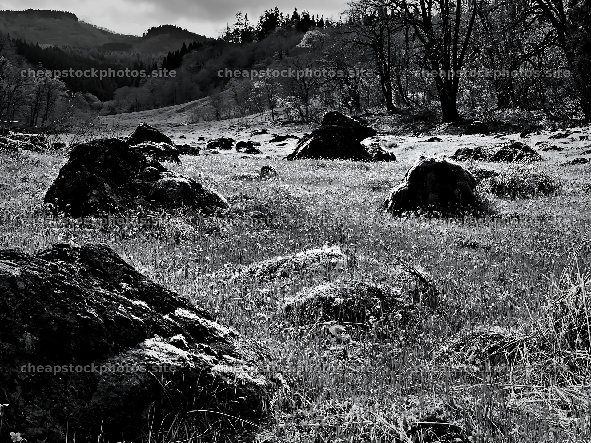 Miyagi spring recovery meadow mossy stone with flowers and rocks – stock photos 9174x6866