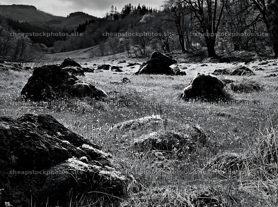 Miyagi spring recovery meadow mossy stone with flowers and rocks – stock photos 9174x6866