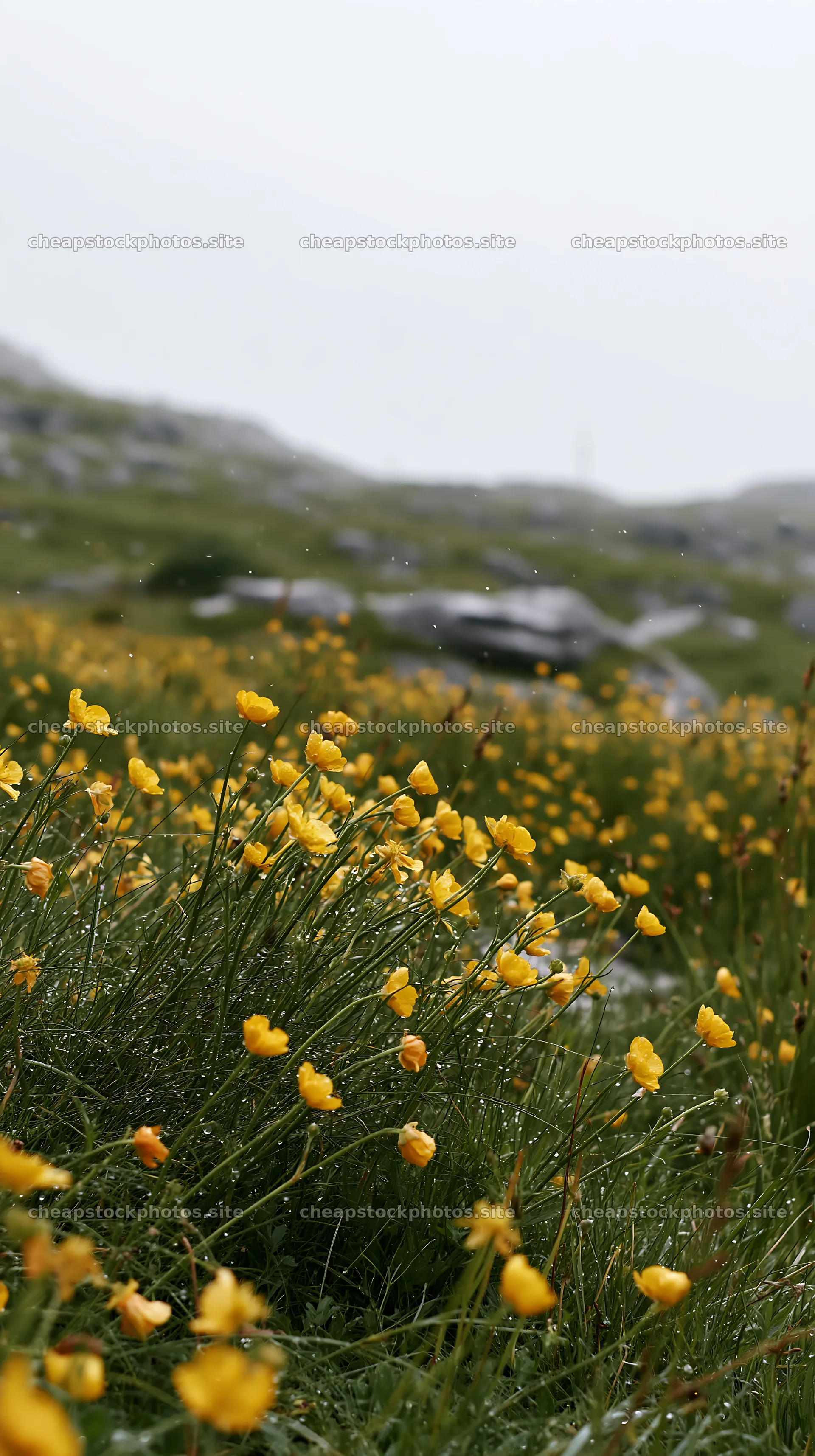 Colorful buttercup meadow in spring with mist and natural landscape – stock photos 5938x10608
