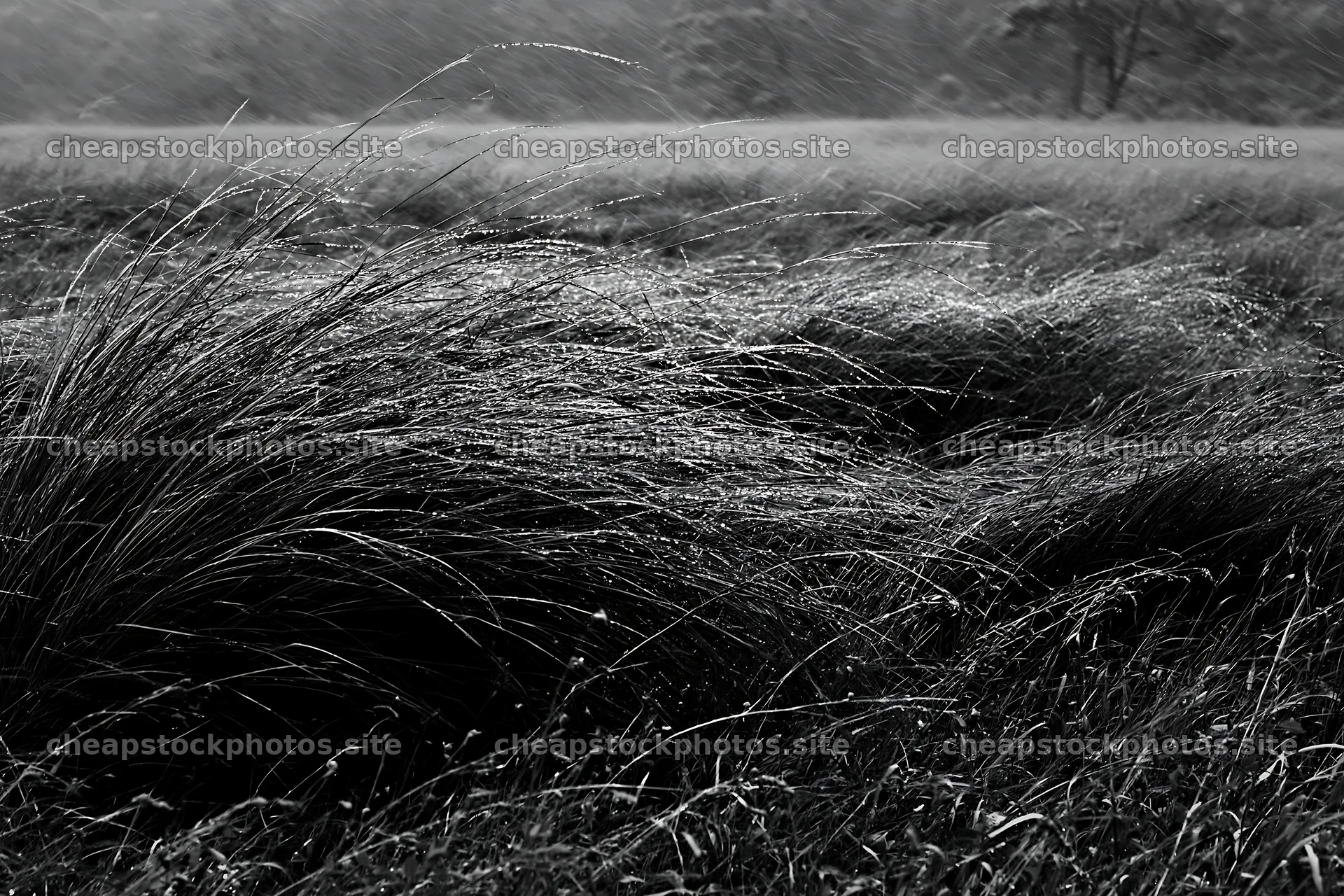 Kochi monsoon meadow rain beaded grasses – stock photos 9722x6480