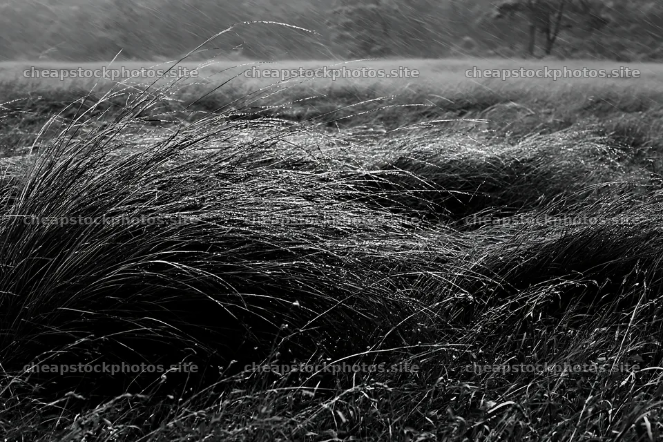 Kochi monsoon meadow rain beaded grasses – stock photos 9722x6480