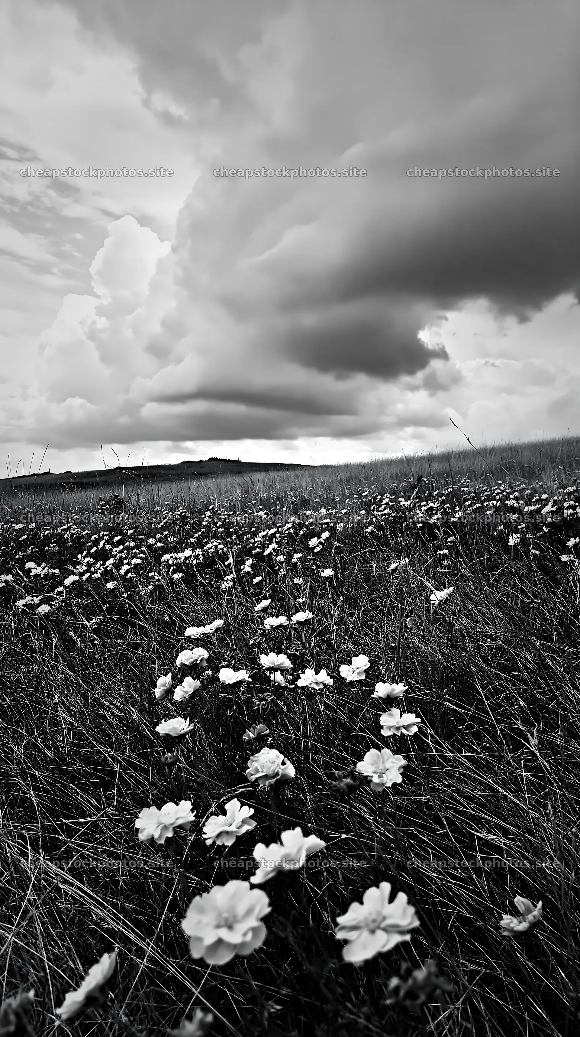 Cloudy rockrose meadow with flowers under the sky – stock photos 5938x10608