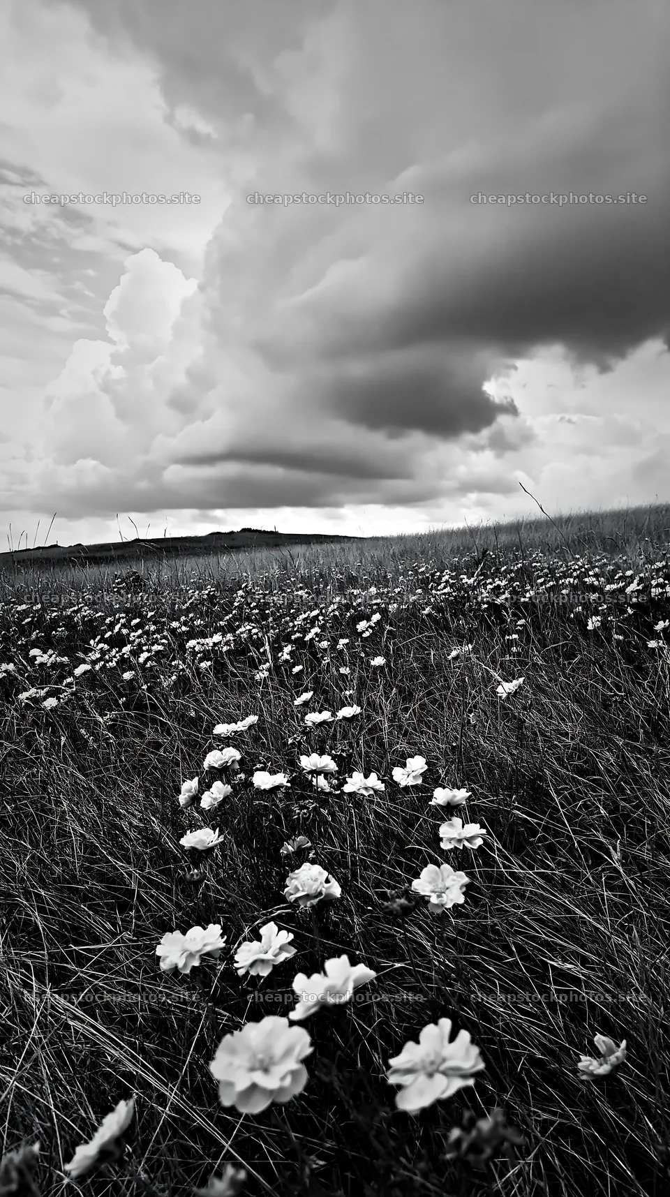 Cloudy rockrose meadow with flowers under the sky – stock photos 5938x10608
