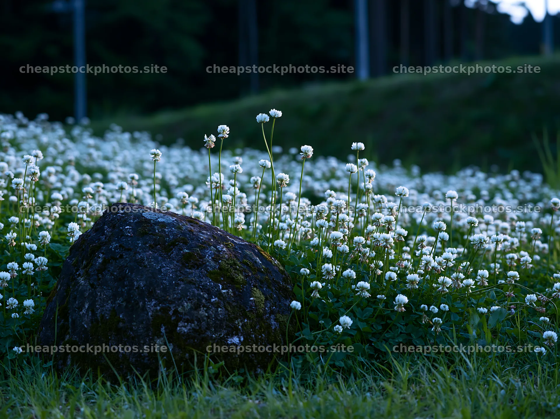 Mossy stone among flowers in Miyagi spring recovery meadow – stock photos 9174x6866