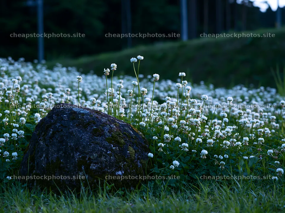 Mossy stone among flowers in Miyagi spring recovery meadow – stock photos 9174x6866